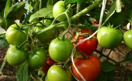 What to do to make tomatoes in the greenhouse turn red faster: the best tricks and life hacks of experienced summer residents