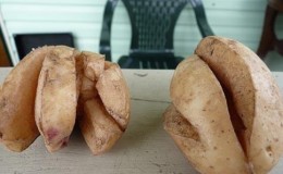 What to do if the potato bursts and cracks in the ground, why does this happen