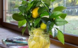 Warum Indoor-Zitronenblätter gelb werden und fallen