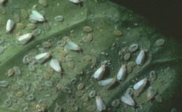 Salatalıkta bir serada beyaz sinekten nasıl kurtulur: en etkili kontrol ve önleme yöntemleri