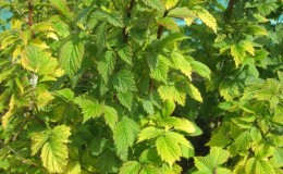 Raspberry leaves turn yellow in summer: what to do and why it happens