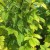 Frambozenbladeren worden geel in de zomer: wat te doen en waarom het gebeurt