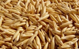 What is feed oats and features of its cultivation