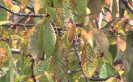 Why leaves on a cherry turn yellow in July and how to treat a tree correctly