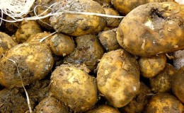 Wat te doen als aardappelen rotten in de kelder, waarom dit gebeurt en hoe het probleem kan worden voorkomen