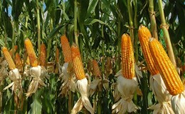 The best varieties of corn seeds 