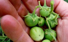 מתי ואיך לאסוף כראוי זרעי תפוחי אדמה מפירות יער
