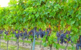 Vaiheittainen opas viinirypäleiden asianmukaisesta valmistelusta talveksi