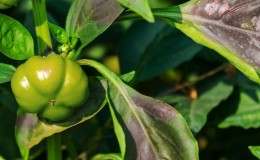 Perché i peperoni sono diventati viola: determinare la causa e combatterla efficacemente
