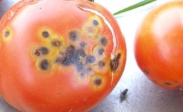 Čo robiť, ak sa na rajčiakoch objavia hnedé škvrny: fotografie postihnutých paradajok a spôsoby ich uloženia
