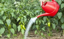 Fertilizantes para pimientos morrones: cómo alimentar en campo abierto para crecimiento y grosor.