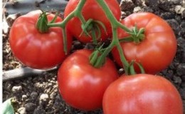 Como cultivar corretamente um tomate 