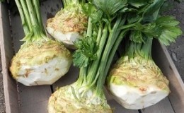What are the features of apple celery and why it is worth growing