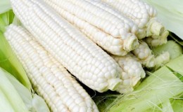 Какво представлява бялата царевица, как се различава от обикновената царевица и как да я ядем