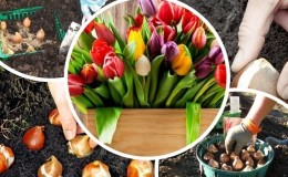 Planning a garden planting: is it possible to plant tulips in spring, and when will they bloom