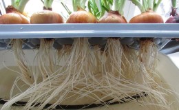 Características del cultivo de cebollas en hidroponía.