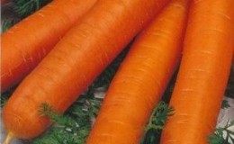 Hyvin tuottava Romos-porkkana, jolla on vahva immuniteetti