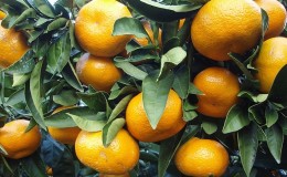 Paano mai-save ang mga tangerines mula sa mga bulate at sakit