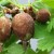 Какво да направите, ако плодовете от цариградско грозде са покрити с кафяво покритие, как да спасите реколтата