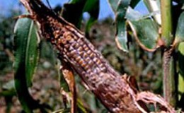 How to deal with the most dangerous pests and diseases of corn