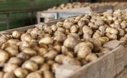 Features of proper storage of potatoes: from A to Z