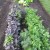 Зеленчукова градина през цялата година: възможно ли е да засадите босилек преди зимата и как да го направите правилно