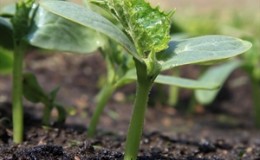 Temmuz ayında açık toprağa salatalık tohumu ekimi için öneriler