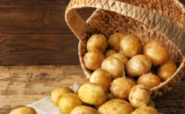 Een vroegrijpe, niet veeleisende aardappelvariëteit Latona met gele knollen