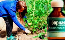 Използване на борна киселина за растения: домати, краставици, чушки и други култури
