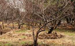 Ce que les soins des cerises devraient inclure à l'automne: un guide de jardiniers expérimentés