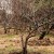 Ce que les soins des cerises devraient inclure à l'automne: un guide de jardiniers expérimentés