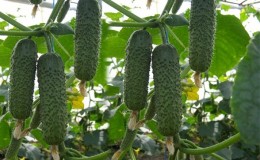 Kaip teisingai užauginti agurką „Artist“: priežiūros taisyklės norint gauti gausų derlių