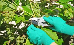 Temmuz ayında üzümlere nasıl düzgün bakım yapılır: ne yapmalı, acemi şarap yetiştiricileri için ipuçları
