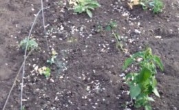 Корисни савети за баштоване: шта можете посадити после грашка и зашто је тако важно променити место садње поврћа