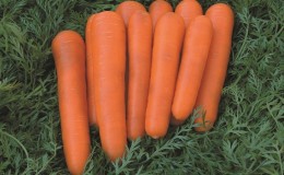 Variedade de cenoura com alto teor de caroteno: doce infantil