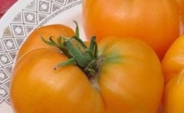 Warum Bauern Orange Elephant Tomato so sehr lieben