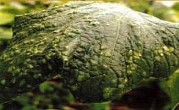 Oorzaken en behandeling van mozaïek op komkommers: we bestrijden de ziekte effectief en voorkomen het optreden ervan
