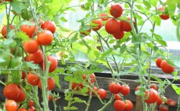 Características del cultivo de tomates Sanka.