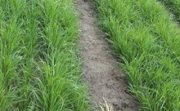 Guide to using wheat as a green manure in fall and spring