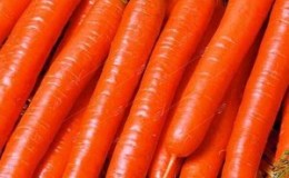 Variedade despretensiosa de cenouras Vitamina 6