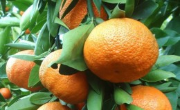 Lumalagong mga tangerine varieties 