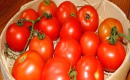 Si desea obtener una rica cosecha de tomates dulces con un rico sabor, plante un tomate Irina en la parcela