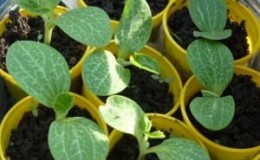 Onde e como plantar abobrinhas para mudas corretamente: instruções desde a preparação das sementes até o transplante de animais jovens para o local