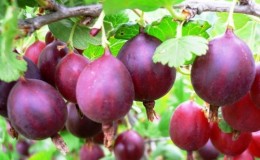 Serenata deliziosa all'uva spina a frutto grosso