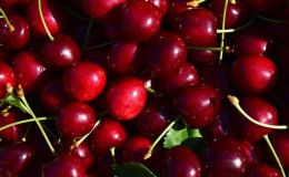 DIY step-by-step instructions for cutting cherries in the summer