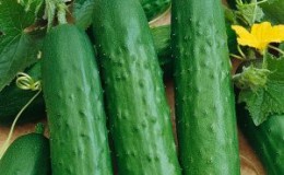 Uzun salatalıkları korumanın nüansları: Zozul'un salatalıklarını kış için korumak mümkün mü ve nasıl lezzetli ve basit yapılır?