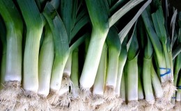 When to harvest leeks and how to store them