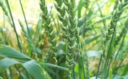 Hecelenmiş buğday nedir ve bu tahıl hakkında iyi olan nedir
