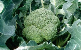 Fiesta f1 mataas na nagbubunga ng mid-season broccoli hybrid