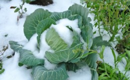 What to do if the cabbage is frozen